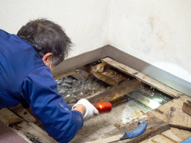 Best Best Mold Removal Companies  in Knoxvle, IL