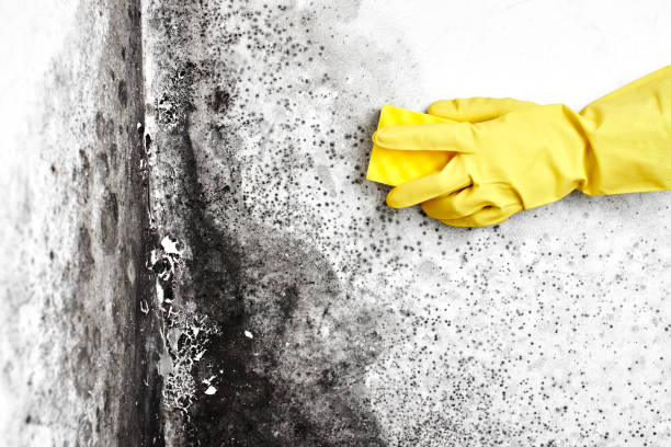 Best Mold Remediation  in Knoxvle, IL