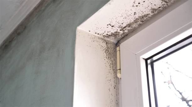 Best Local Mold Removal Service  in Knoxvle, IL