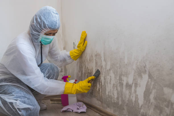 Home Mold Removal in Knoxville, IL