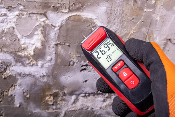 Best Mold Removal Near Me  in Knoxvle, IL