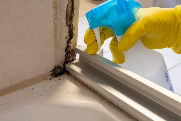 Best Mold Cleaning Services  in Knoxvle, IL
