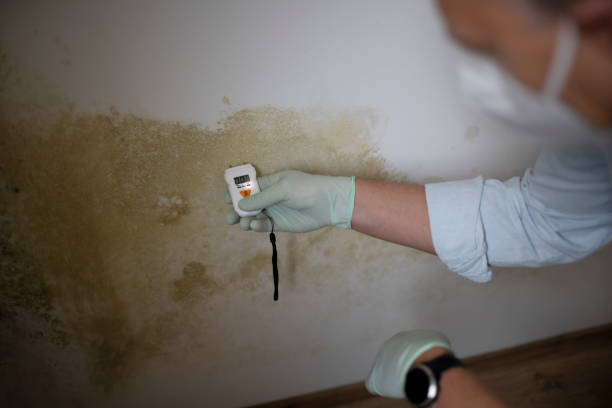 Best Mold Remediation Services  in Knoxvle, IL