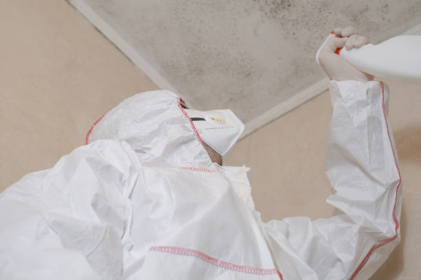 Best Office Mold Removal Services  in Knoxvle, IL