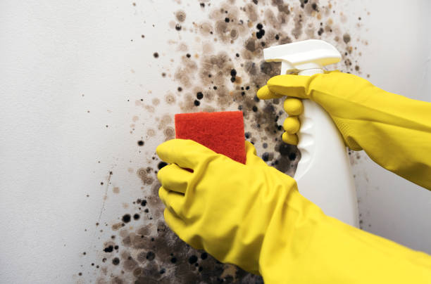 Best Mold Damage Repair  in Knoxvle, IL