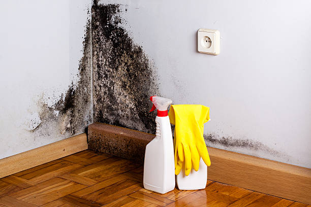 Best Toxic Mold Removal  in Knoxvle, IL