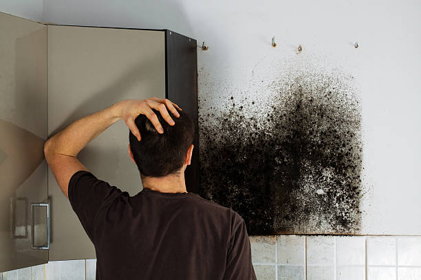 Best Mold Removal Company Near Me  in Knoxvle, IL