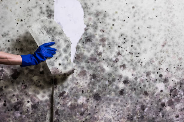 Best Office Mold Removal Services  in Knoxvle, IL