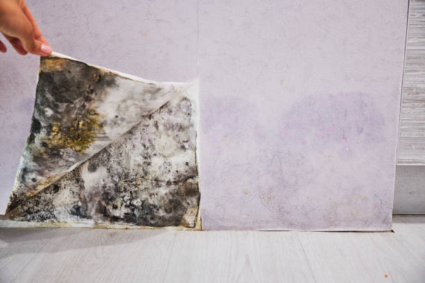 Mold Testing and Removal in Knoxville, IL
